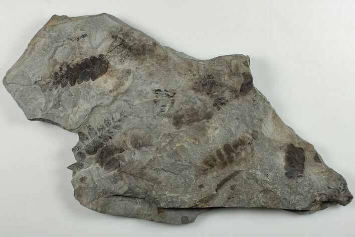Pennsylvanian Fossil Fern (Neuropteris) Plate - Kentucky #201658